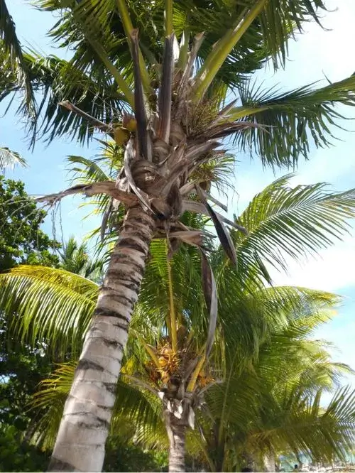 myUniverse-image10 fault